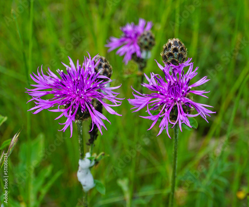 Skabiosen-Flockenblume; Centaurea scabiosa; greater knapweed