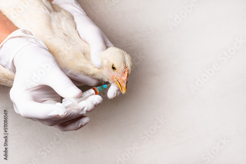 Hands of female veterinarian in white gloves with a syringe and white Leghorn chicken on grey background with copy space. Treatment of chickens for bird flu, infectious bronchitis, bronchopneumonia