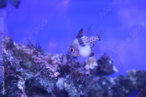 Underwater landscape with Sphaeramia nematoptera and coral reef. Blue clear water of the tropical sea. The seabed and marine life. Calm natural background.