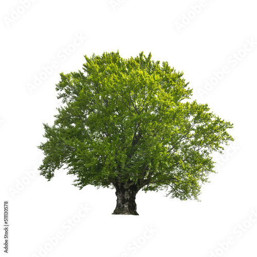 Green tree isolated on white background. Large old beech tree with lush green leaves