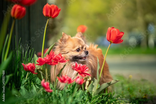 Pies rasy pomeranian stoi w ogrodzie 