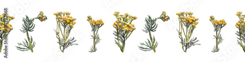 Seamless border watercolor bush tansy on white background. Yellow green summer autumn flower plant for health. Medicinal herbs for aromatherapy. Botanical art for tea spa sticker wallpaper wrapping