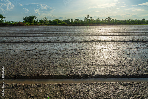 landscape scenery mud and water in a rice field Preparation of paddy field for sowing the rice seed with fluffy clouds blue sky daylight background.