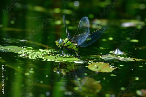 公園の池や川で見られる身近なトンボ、青い目がきれいなクロスジギンヤンマ