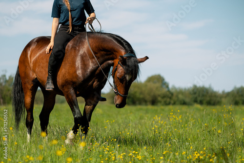 Horse with rider upon back standing in meadow.