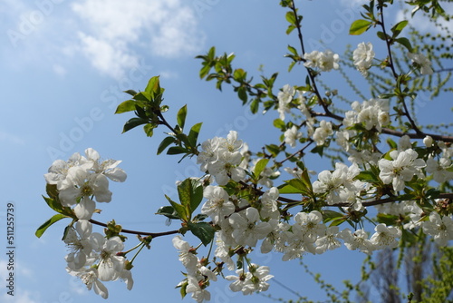 Sky and blossoming branches of cherry tree in April