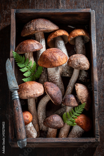 Edible and wild mushrooms freshly picked from forest.