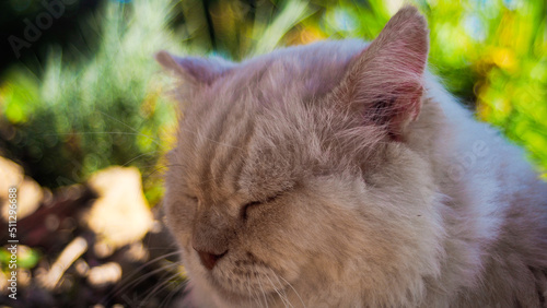 Guizmo le chat persan, en train de faire une sieste, à l'ombre
