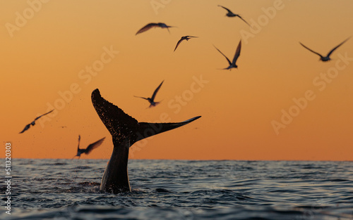 Humpback whale breaching and lob tailing during the never ending sunset around Iceland, in summer time on the feeding grounds