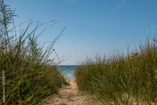 trawy przy plaży
