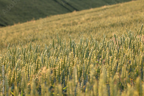 Zboże pszenica rośnie na polu na Ukrainie z którego będzie jedzenie.