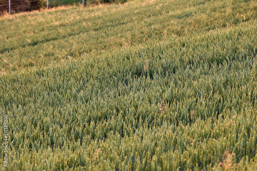 Zboże pszenica rośnie na polu na Ukrainie z którego będzie jedzenie.