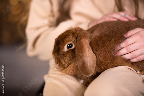 A cute red-haired lop-eared rabbit is sitting on the girl's lap. Close-up, children's hands gently hug a rabbit