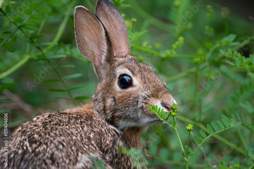 Appalachian Cottontail Rabbit