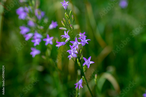 Close up Wiesenglockenblume alse Nahaufnahme, Campanula patula.