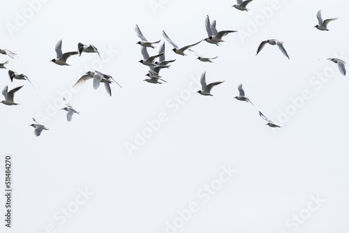 Pájaros volando por el cielo