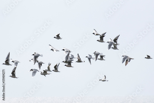 Pájaros volando por el cielo