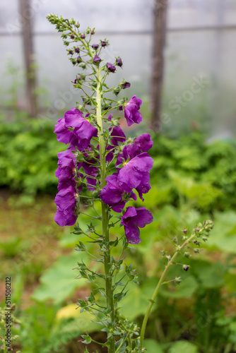Verbascum phoeniceum, purple mullein with indigo flower blooms in garden, green grass, leaves, greenhouse