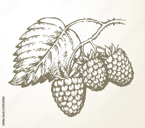 Raspberries on branch. Vector illustration
