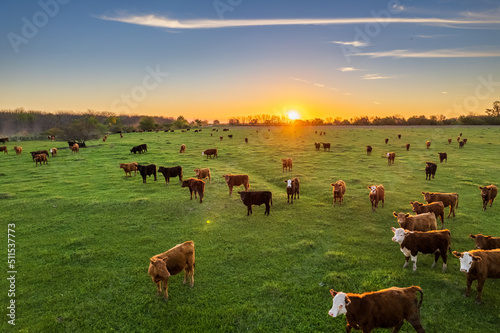 Cows at sunset in La Pampa, Argentina. The sun sets on the horizon as cattle graze in the field.