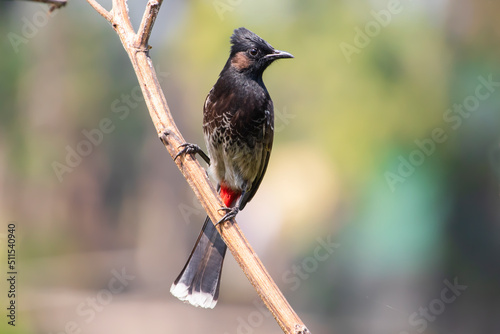 A Cute red vented bulbul bird sit on a tree branch in a bird sanctuary of West Bengal India , close up view with beautiful green blurred background 