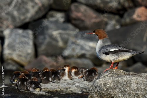 Goosander or common merganser (Mergus merganser) female looking over ducklings.