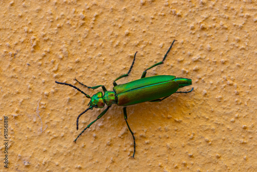 Macro di Lytta vesicatoria, iridescent green insect on yellow background