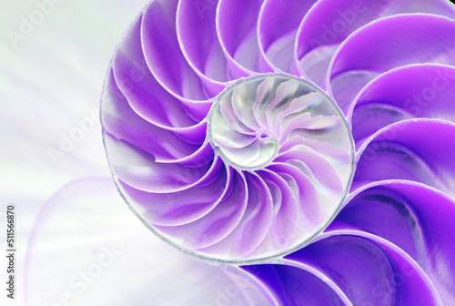 nautilus shell symmetry Fibonacci half cross section spiral golden ratio structure growth close up back lit mother of pearl purple violet close up ( pompilius nautilus )