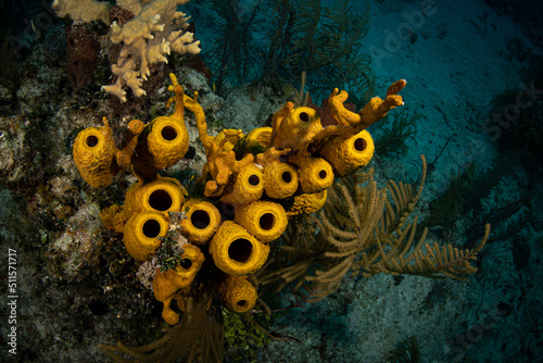 Branching tube sponge (Pseudoceratina crass) on the G-Spot divesite off the island of French Cay, Turks and Caicos Islands