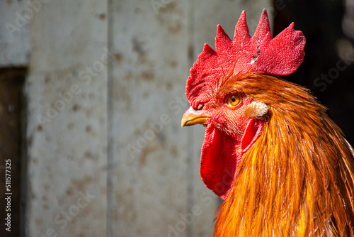 perfil de la cabeza de un gallo en un corral