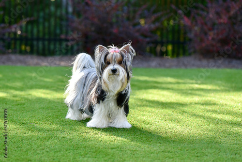 Gorgeous Biewer Yorkshire Terrier puppy on artificial grass with black white and gold long hair. Puppy fence background.