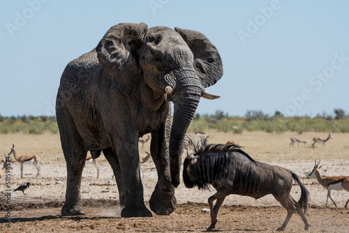 An elephant fights a wildebeest with springbok in the background in Namibia Africa