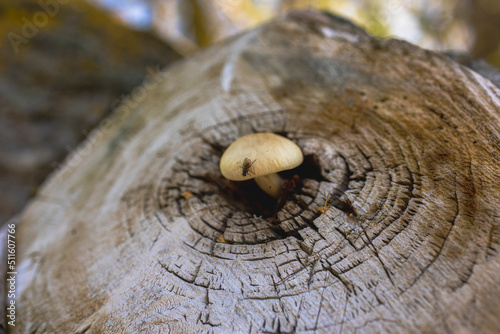 A small grb grows from a tree cut, macro survey. Cut wood into rings.