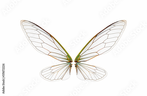 closeup cicada insect wings on a white,isolated