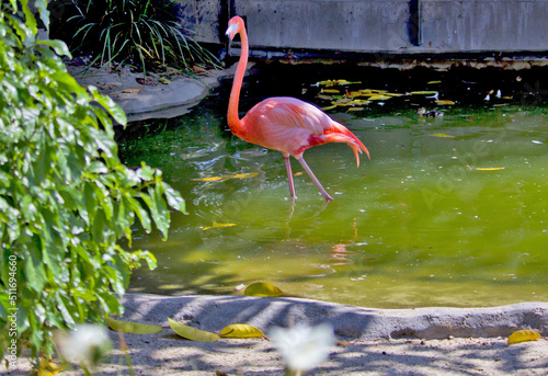 flamingo in san diego zoo, california 