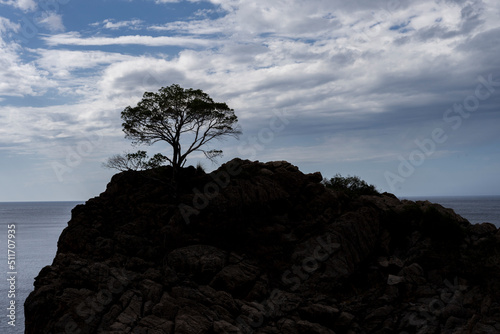 Sylwetka drzewa rosnącego na skale. Sa Calobra, wyspa Majorka. 