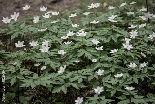 A Flowering Wood Anemone. The compound basal leaves are palmate or ternate