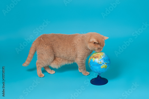  full-length adult red British cat stands on all legs and looks at a globe on the floor, transporting an animal on a journey, isolated on blue background.