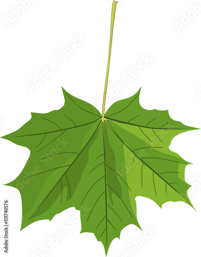 Green leaf of Norway maple or Acer platanoides isolated on white background