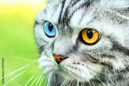 Cat wallpaper. Beautiful cat portrait with multicolored eyes close up view.