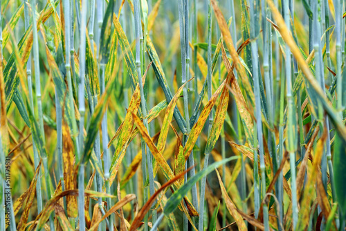 Severe yellow or stripe rust Puccinia striiformis on a wheat crop