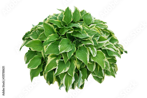 Hosta plant, plantain lily, isolated on white background.