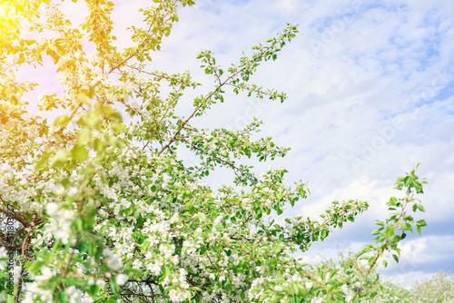 Blooming apple tree and blue sky with clouds, copy space