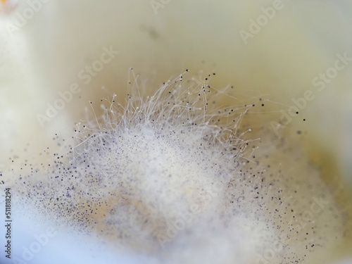 mold spores and fungi on cottage cheese