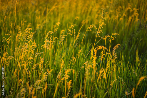 Kentucky Bluegrass (poa pratensis) in sunset light with light rays coming in from the left