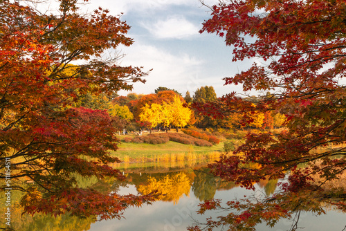 korea, tree, fall[autumn] foliage, autumn colors[leaves] 한국, 가을, 단풍, 올림픽공원, 관광, 여행, 자유, 