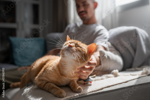 close up. brown tabby cat with green eyes enjoys the caresses of a young man