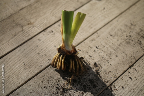 nasz pierwszy irys kosaciec niemiecki Iris germanica