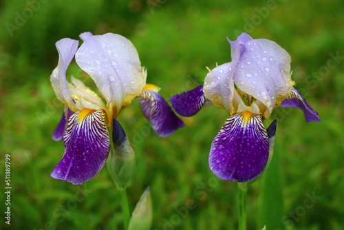 nasz pierwszy irys kosaciec niemiecki Iris germanica