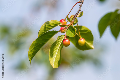 Młode owoce wiśni w uprawie ekologicznej. Sad bez chemicznych środków ochrony roślin